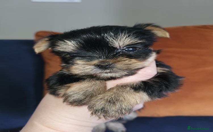 Yorkshire Terrier dogs - Advert 15