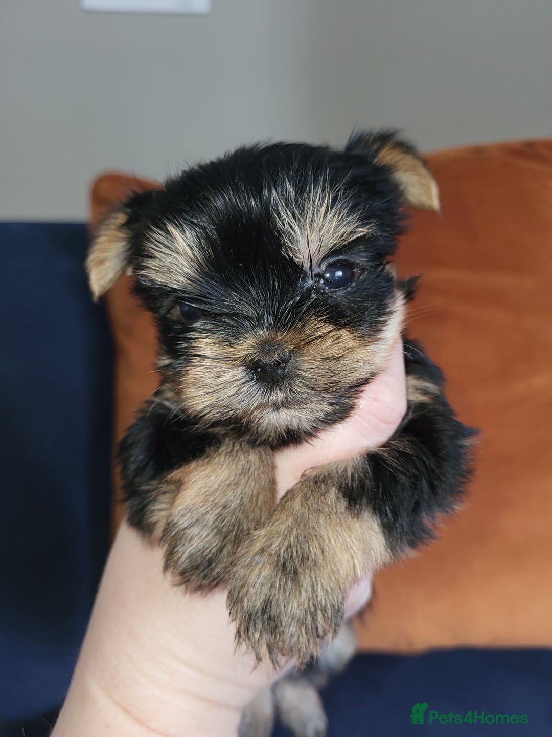 York Terrier Toy Yorkshire Terrier Olx Mini Toy Yorkshire Terrier