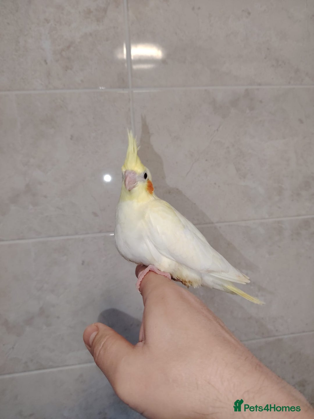 Cockatiels birds for sale: Baby cockatiels hand rear - Advert 3