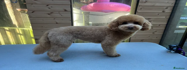 Nova 