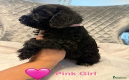 Schnoodle dogs for sale: Beautiful Schnoodle Puppies For Sale - Image 17