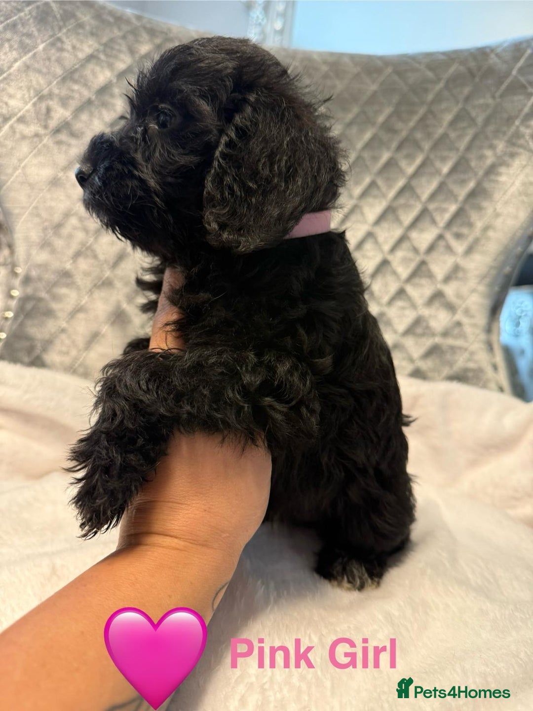 Schnoodle dogs for sale: Beautiful Schnoodle Puppies For Sale - Image 17