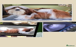 Shih Tzu dogs for stud: Balkan Grand Champion Sired Shih Tzu for Stud. in Dukinfield - Image 1
