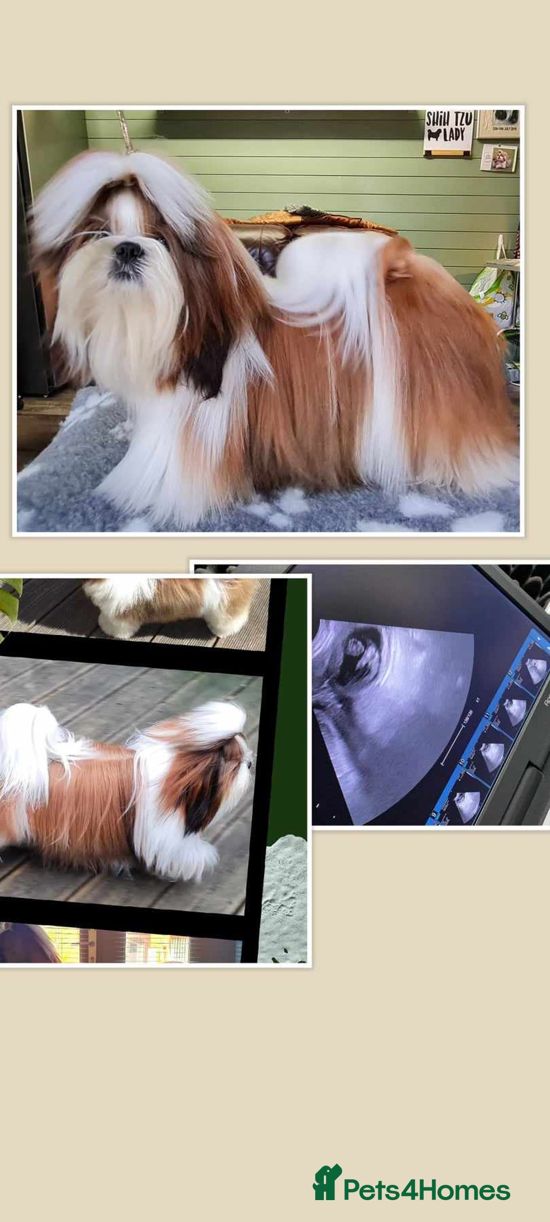 Shih Tzu dogs for stud: Balkan Grand Champion Sired Shih Tzu for Stud. in Dukinfield - Image 1
