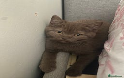 British Shorthair cats for sale: British Shorthair Gorgeous BROWN GIRL READY NOW - Image 6