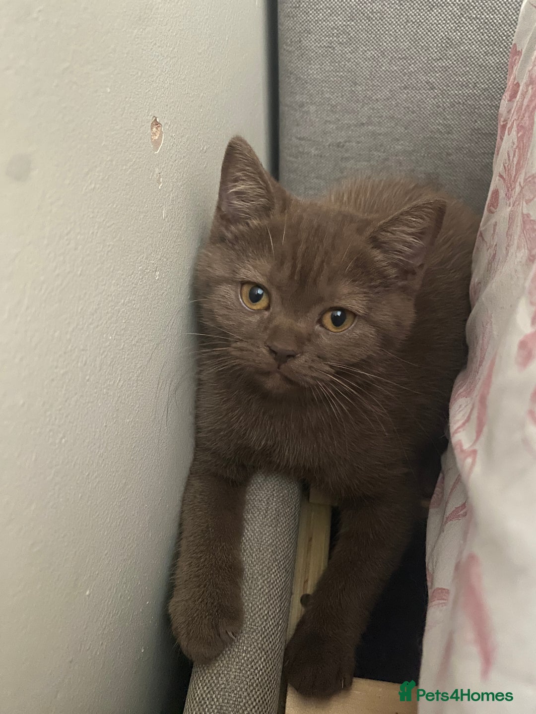 British Shorthair cats for sale: British Shorthair Gorgeous BROWN GIRL READY NOW - Image 6