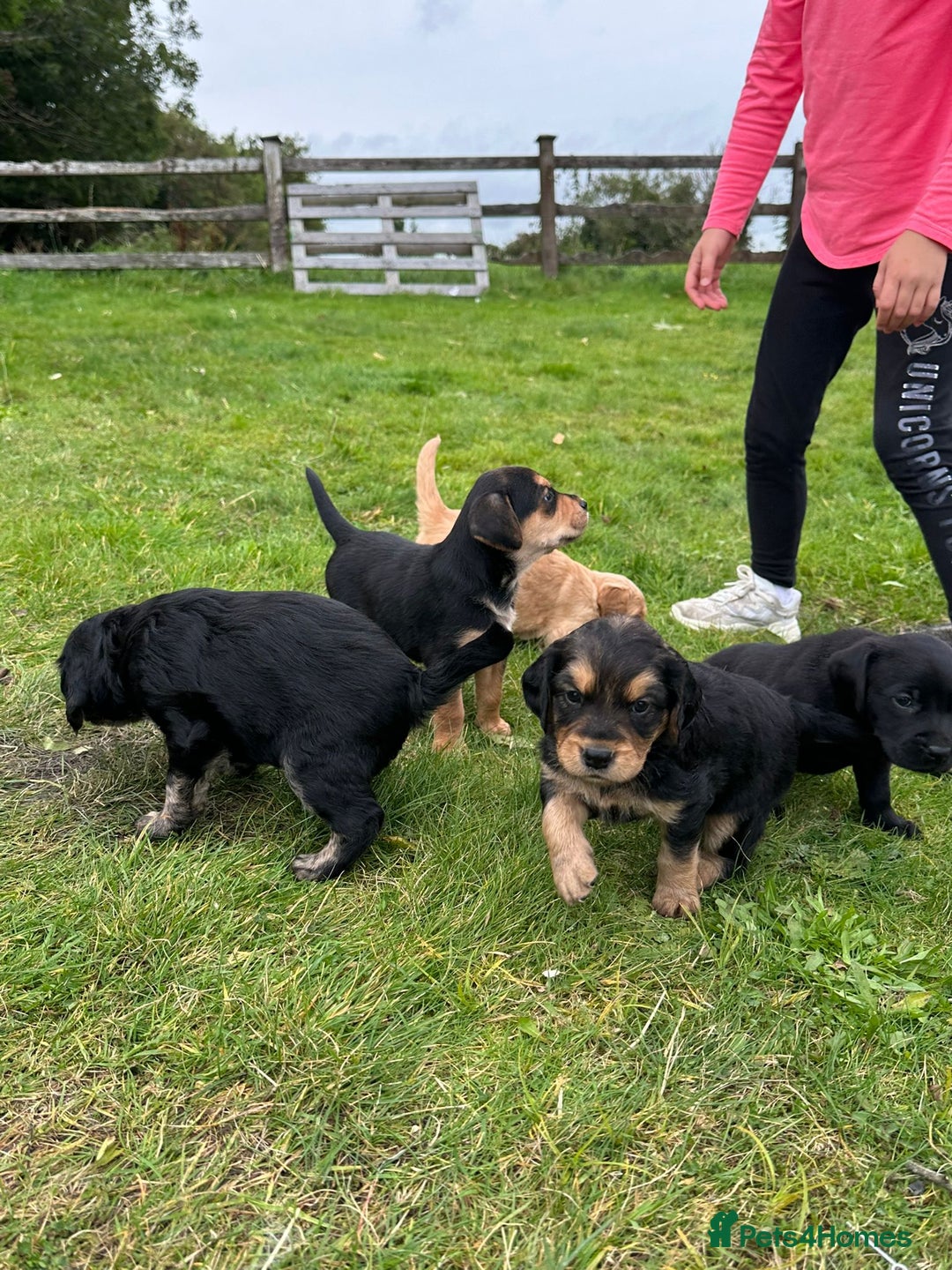 Mixed Breed dogs for sale: 8 Beautiful pups looking their forever home🥰 - Image 9