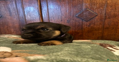 Border Terrier dogs Border Terriers Puppies For Sale. - Advert 1