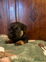Border Terrier dogs Border Terriers Puppies For Sale. - Advert 1