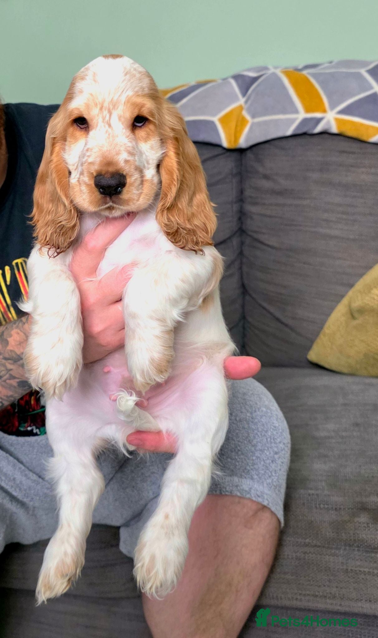 Cocker Spaniel dogs KC Registered Show cocker spaniel - Ready now - Advert 1