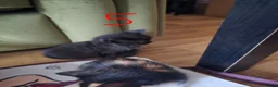 British Longhair cats for sale: Long haired kittens  in Waterlooville - Advert 24