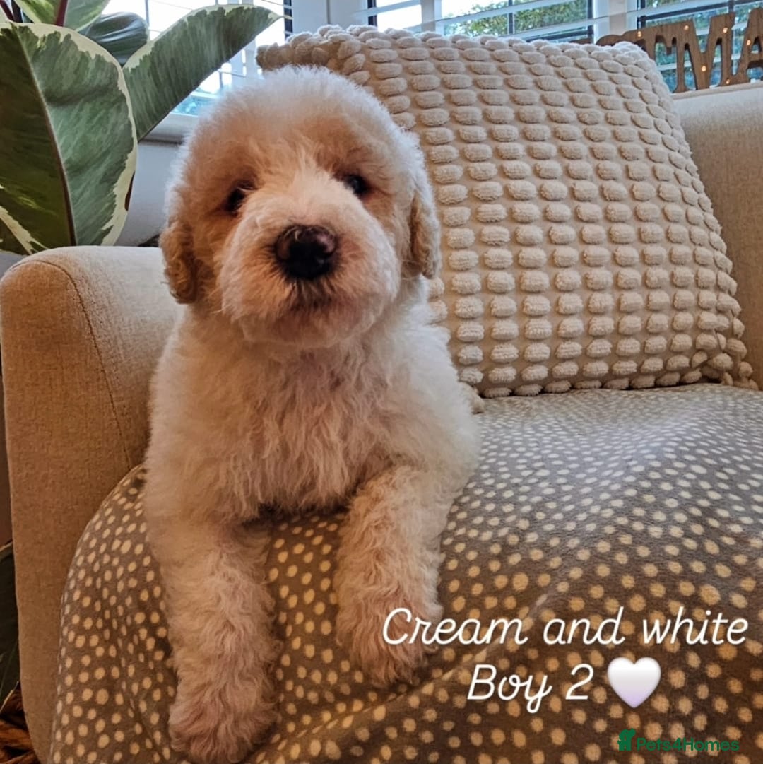 Labradoodle dogs for sale: Curly Coated Hypo-Allergenic Labradoodle Puppies   - Advert 12