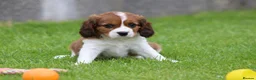 Cavapoo dogs for sale: Beautiful Cavapoo puppies for sale - Advert 15