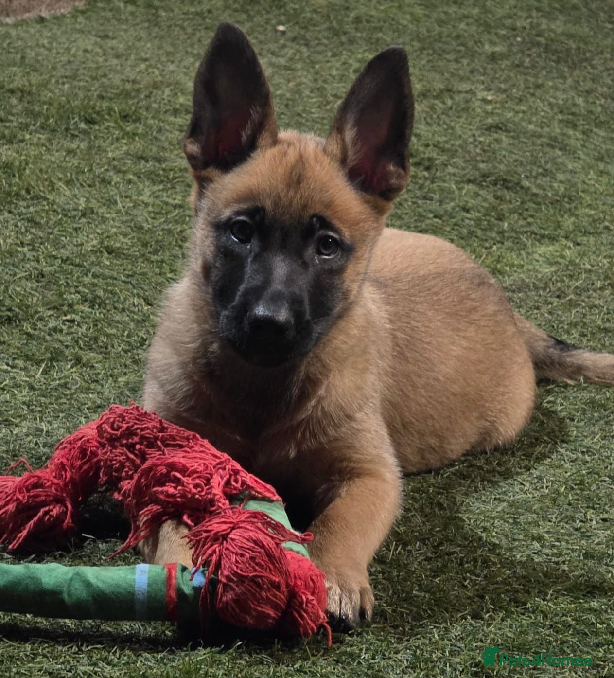 Belgian Shepherd Dog dogs 2 Girls Left READY NOW Belgian Malinois Pups  - Advert 1