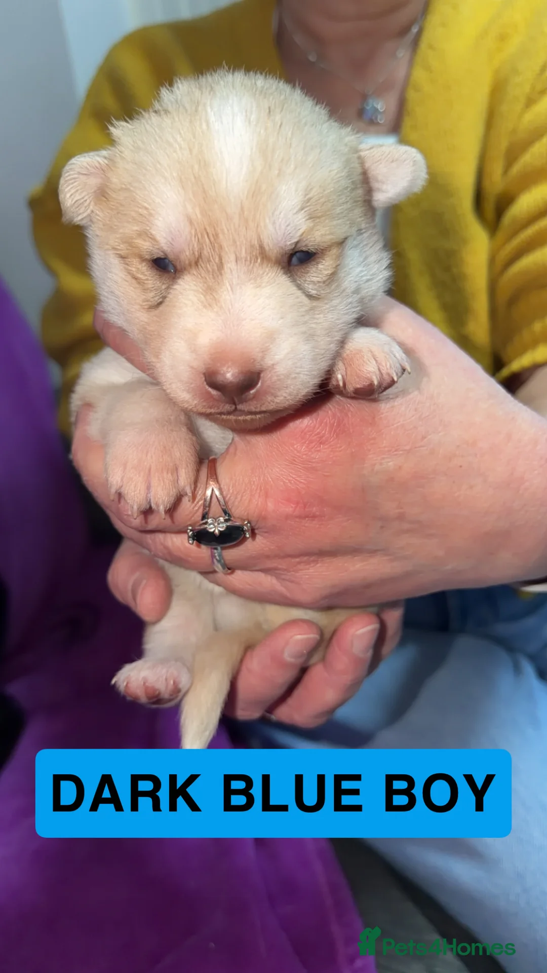 Shepsky dogs for sale: German Shepherd cross Husky Puppies - Advert 7