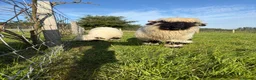 Sheep livestock for sale: 2 Valais Blacknose Lambs (Wethers) for sale - Advert 2