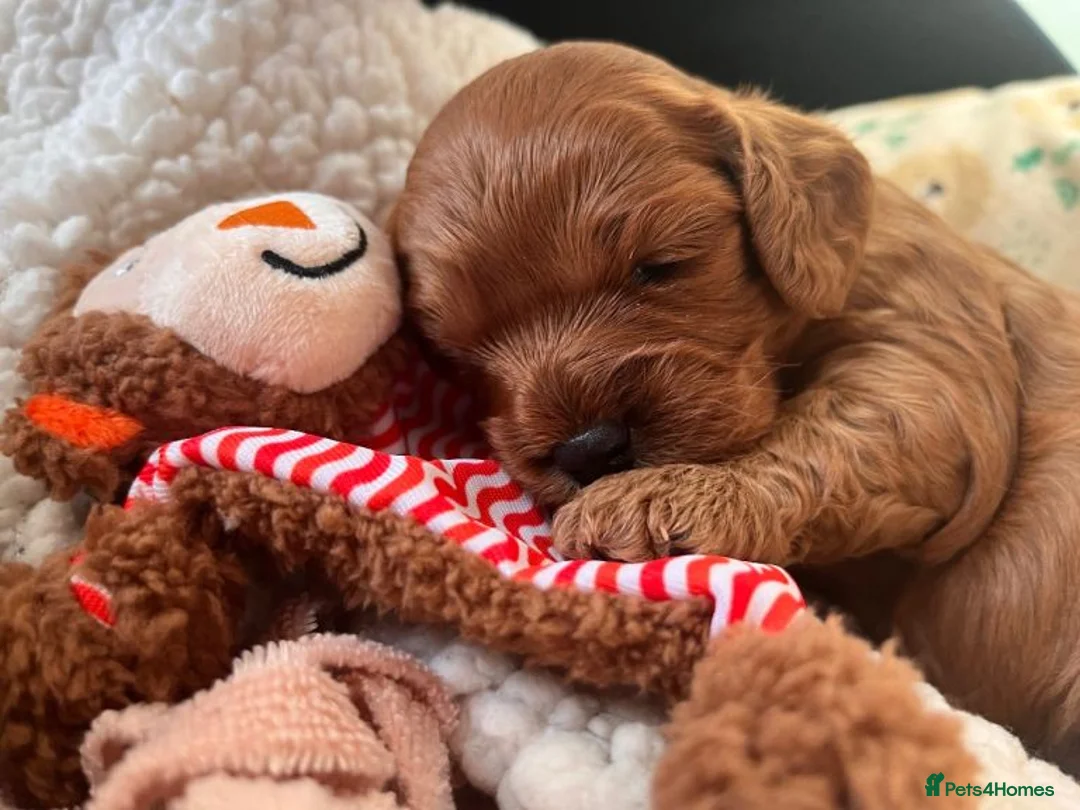 Cockapoo dogs for sale: Lovely Cockapoo Puppies Raised In Family Care - Advert 2