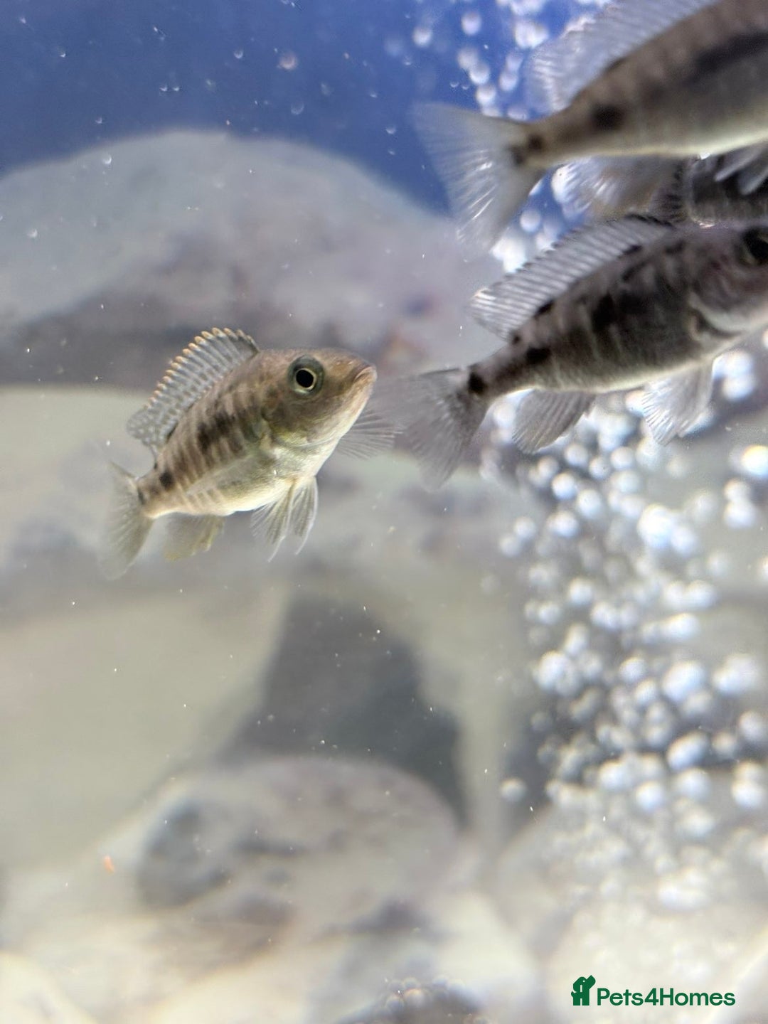 Cichlids fish for sale: Red sided and sulfur head cichlids  - Advert 4