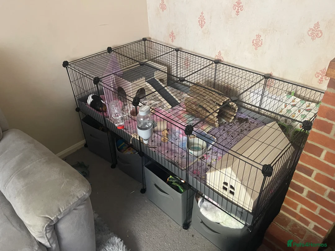 Guinea Pig rodents for sale: 3 female guinea pigs  in Canterbury - Advert 2