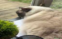 Ragdoll cats for sale: Gorgeous Ragdoll girls - Image 10