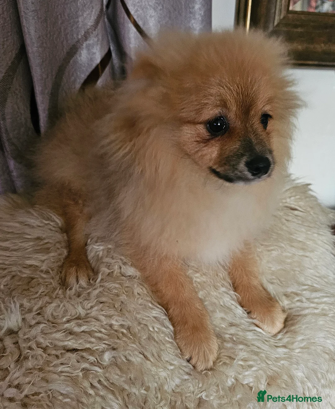 Pomeranian dogs for sale: 1 Pomeranian Puppy  - Advert 8