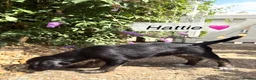 Mixed Breed dogs for sale: Miniature Poodle X French Bulldog Puppies - Advert 23