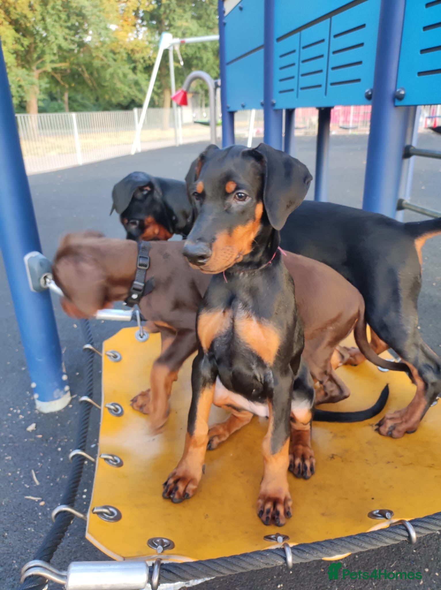 Dobermann dogs THREE DOBERMANN FEMALE PUPS STILL AVAILABLE  - Advert 3