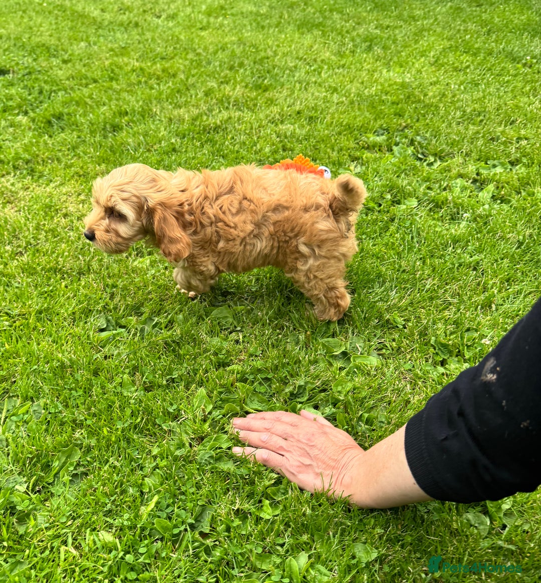 Cockapoo dogs for sale: TOY COCKAPOO PUPPIES  - Image 2