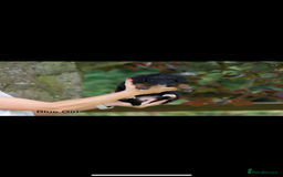 Bordoodle dogs for sale: GOLD STANDARD HIGH HEALTH COLLIPOO PUPPIES 🌟 - Image 15