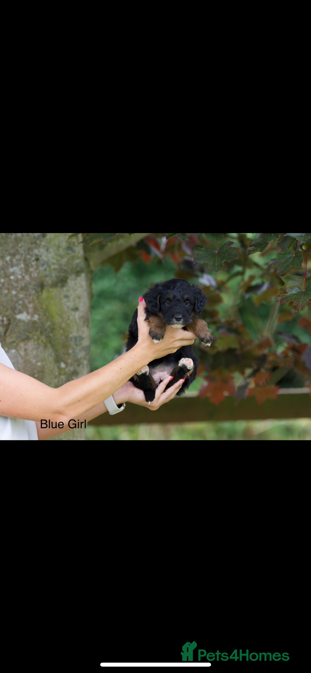 Bordoodle dogs for sale: GOLD STANDARD HIGH HEALTH COLLIPOO PUPPIES 🌟 - Image 15