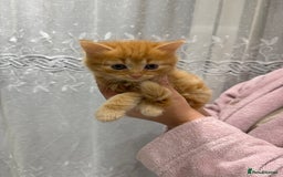 British Longhair cats for sale: Long hair fluffy kittens ginger male available  - Image 2