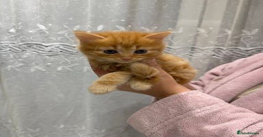 British Longhair cats - Advert 5