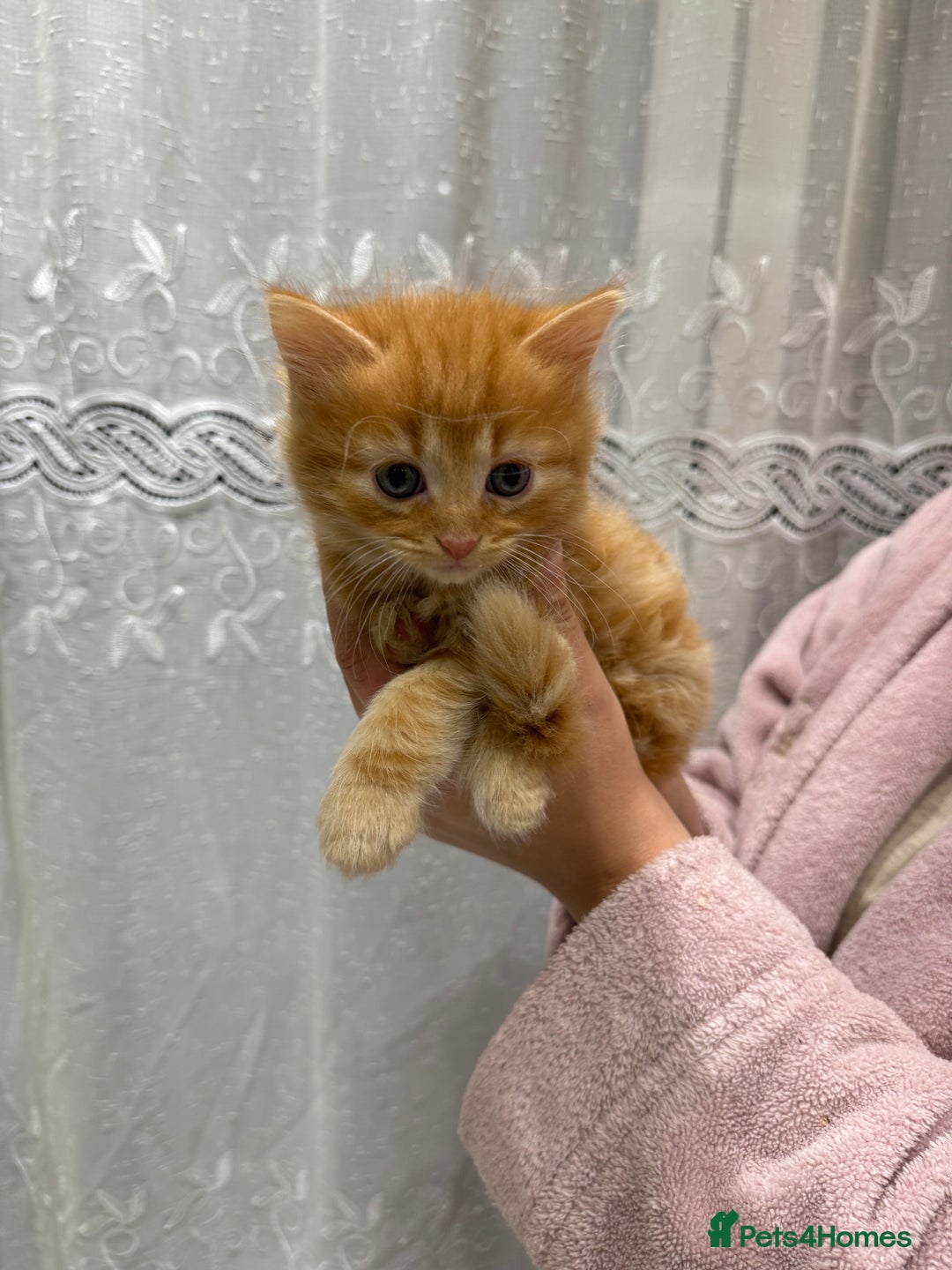 British Longhair cats for sale: Long hair fluffy kittens ginger male available  - Image 2