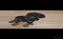 Dobermann dogs for sale: Beautiful Doberman puppies 3 boys 3 girls for sale - Image 22