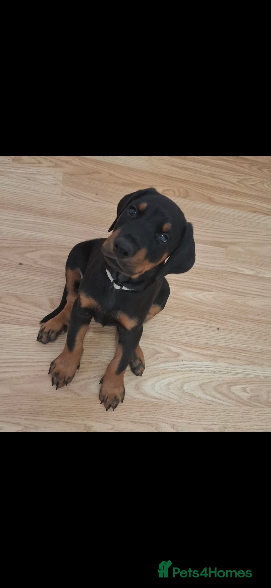 Dobermann dogs for sale: Beautiful Doberman puppies 3 boys 3 girls for sale - Image 22
