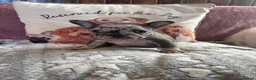 French Bulldog dogs for sale: French bulldogs  - Advert 4