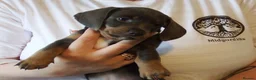 Miniature Dachshund dogs for sale: Blue and tan Mini dachshund pups ready !! 5 left!  in Newport - Advert 15