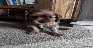 Cavalier King Charles Spaniel dogs - Advert 18