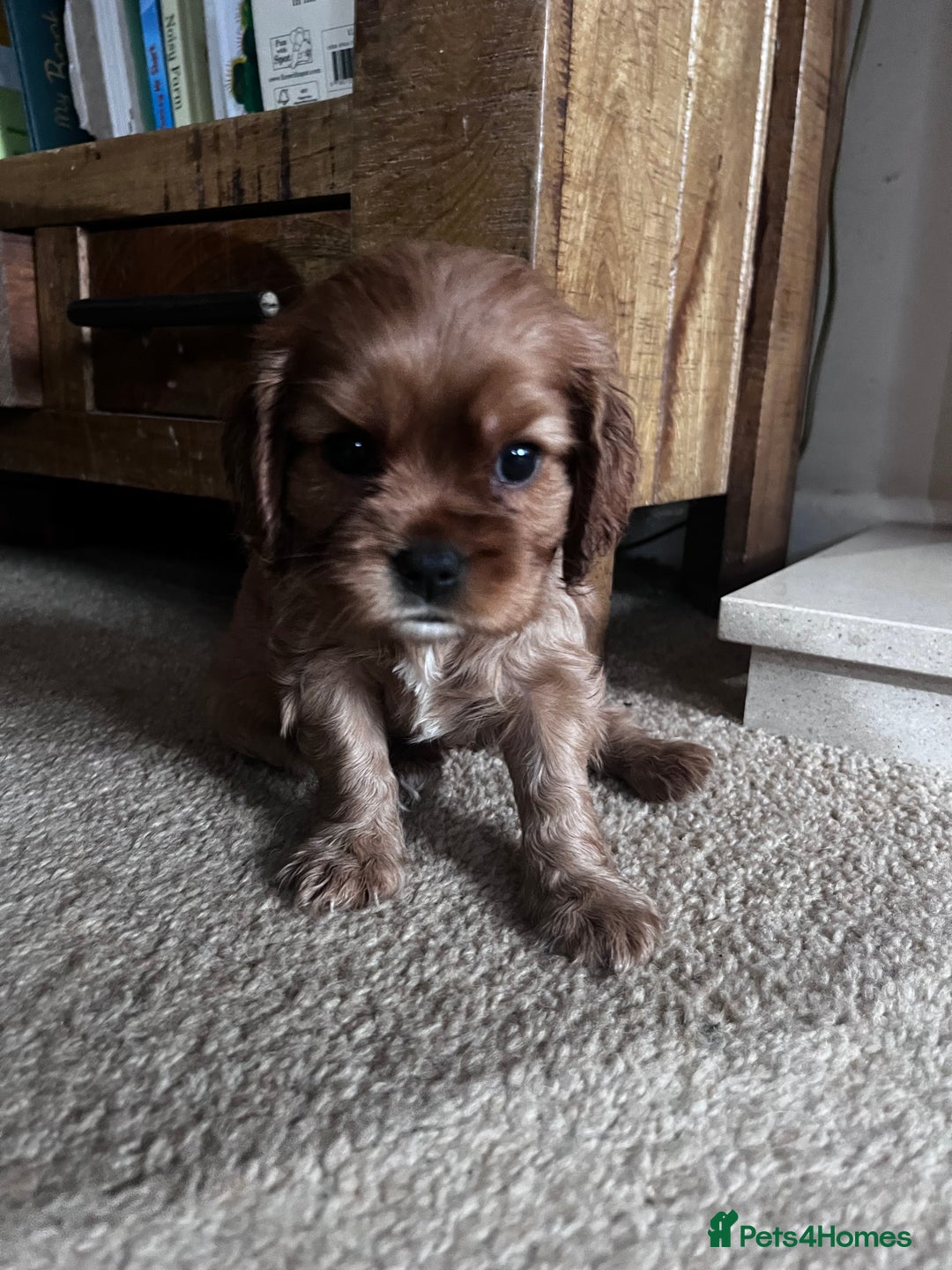 Cavalier King Charles Spaniel dogs for sale: KC registered and DNA clear cavaliers - Image 2