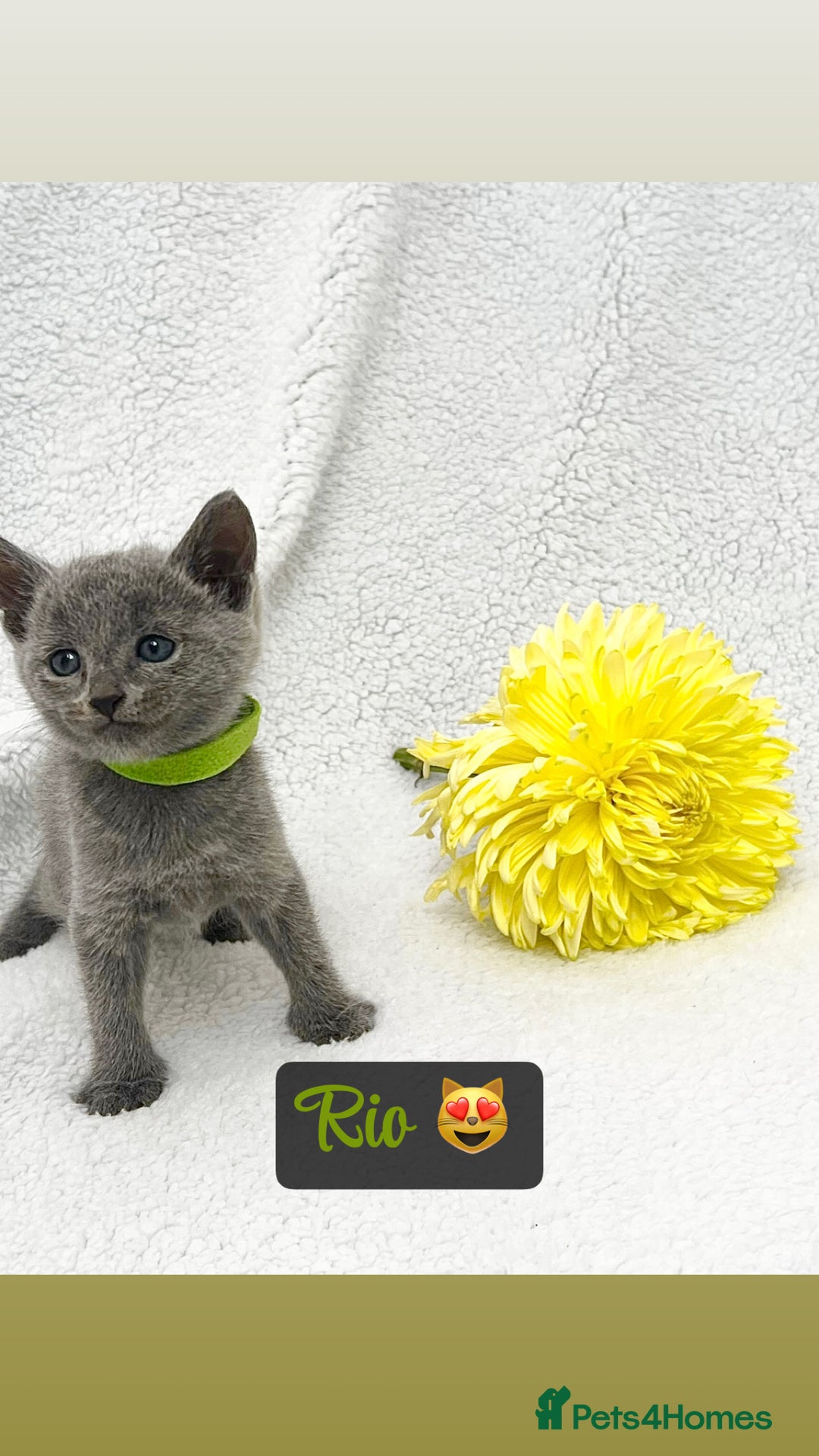 Russian Blue cats for sale: ❤️ BEAUTIFUL RUSSIAN BLUES❤️ - Image 5