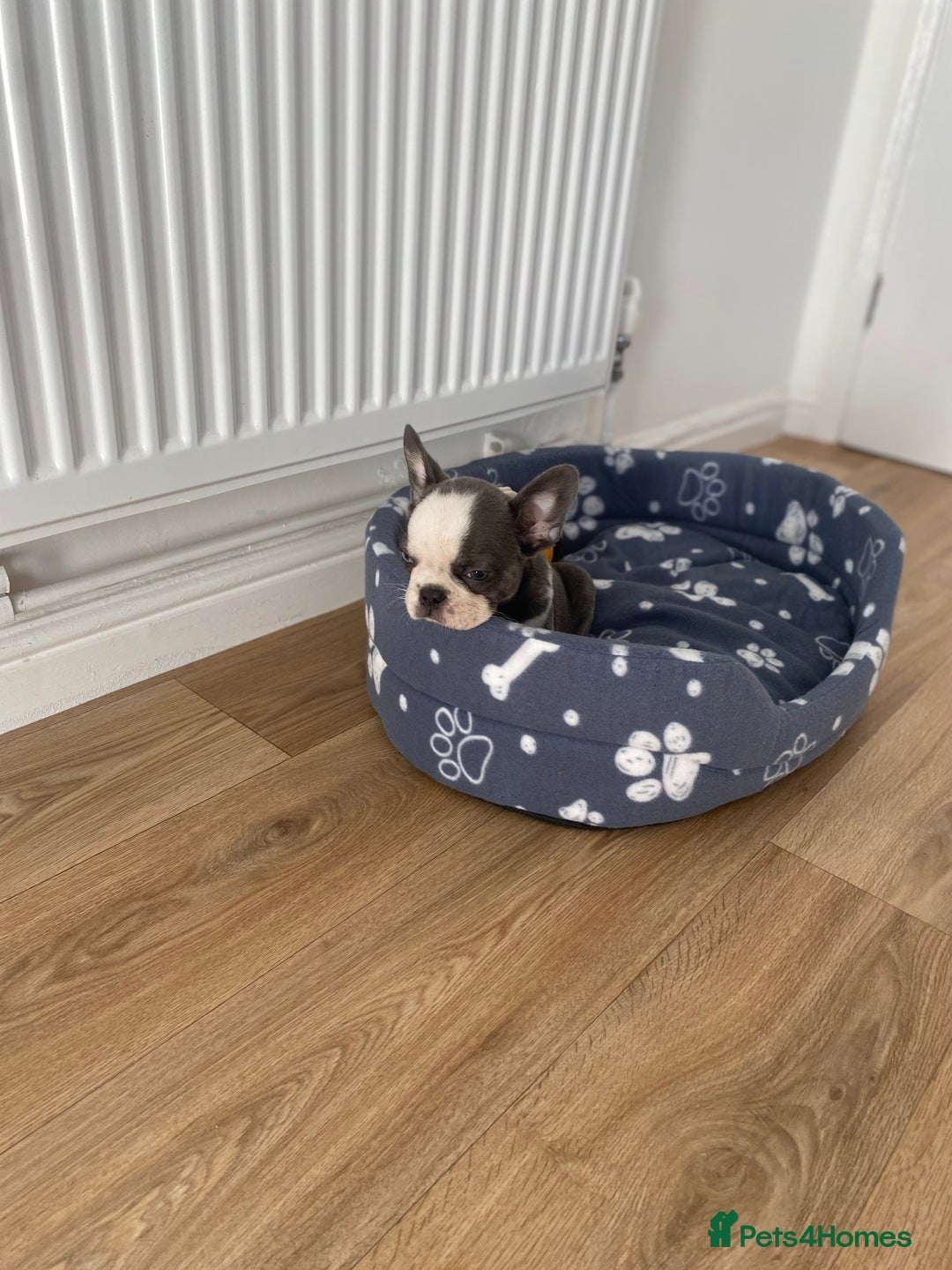 French Bulldog dogs for sale: French Bulldog (Blu) - Image 14