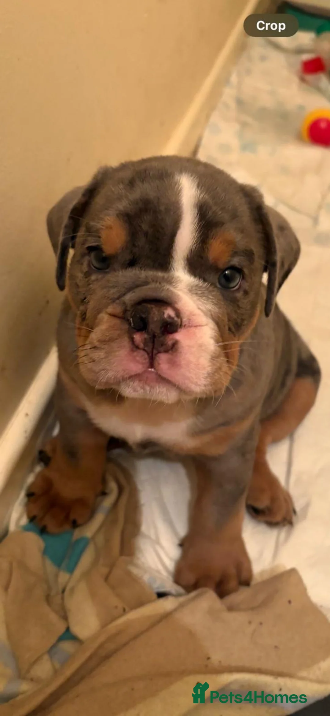 English Bulldog dogs for sale: Bulldog Puppies Champion bloodlines - Advert 24