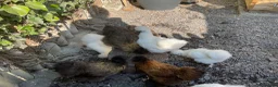 Chickens poultry for sale: White silkies in Pwllheli - Advert 5