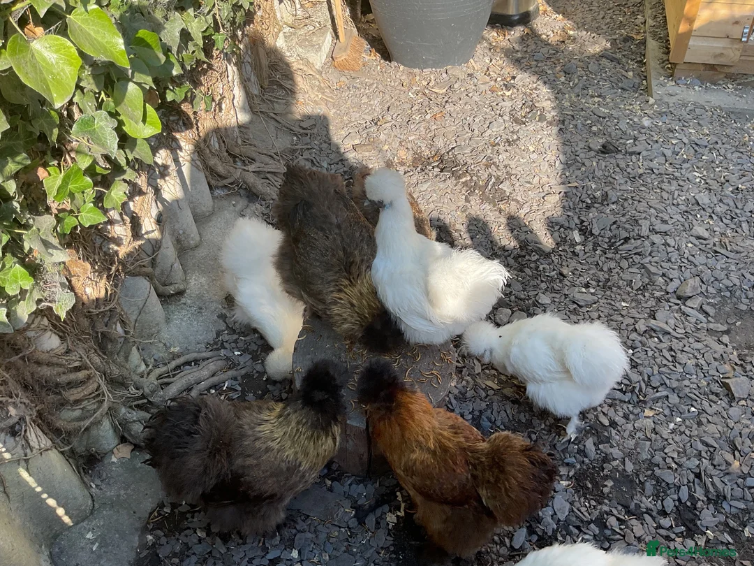 Chickens poultry for sale: White silkies in Pwllheli - Advert 5