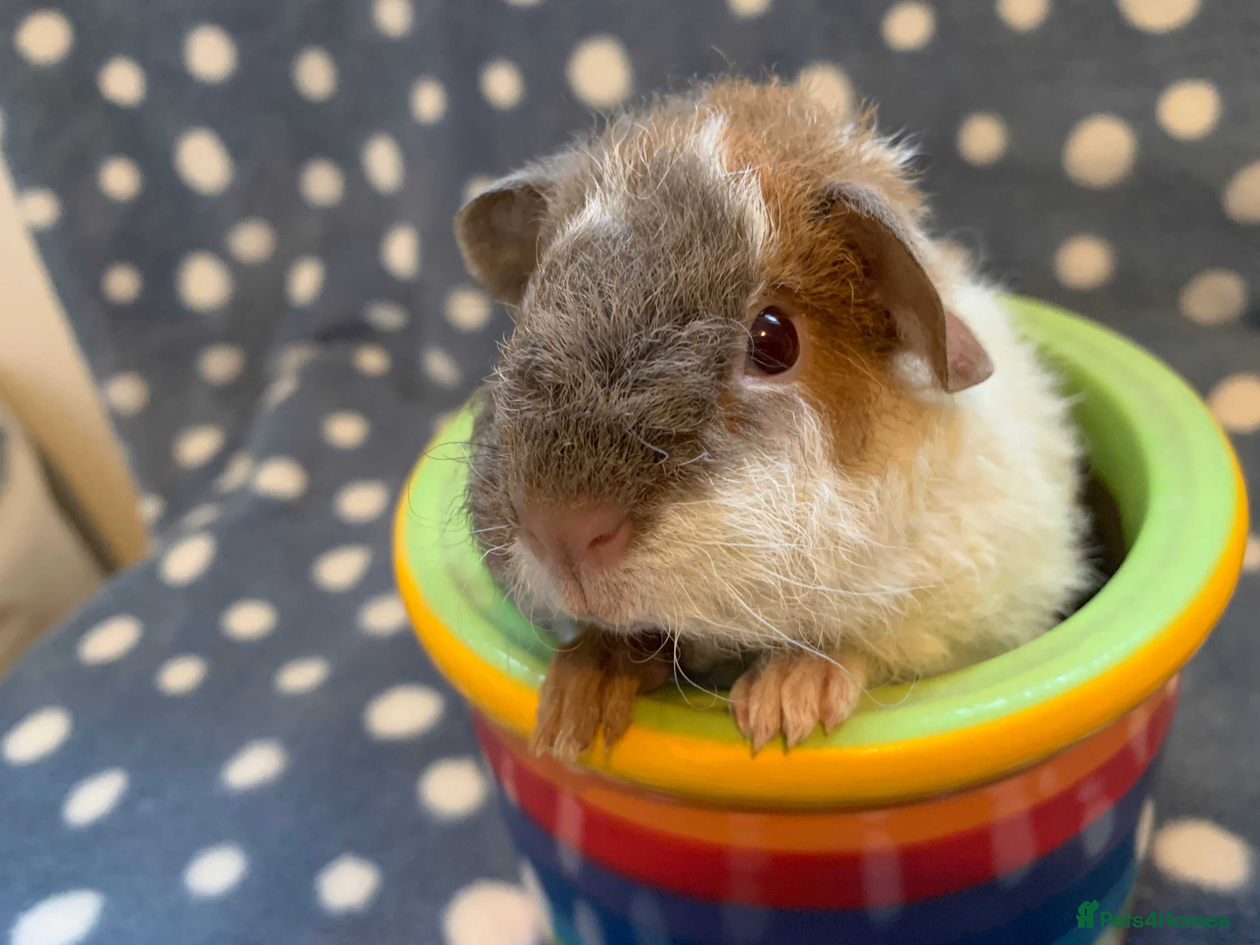 Guinea Pig rodents Beautiful home bred baby teddy Guinea pigs  - Advert 16