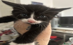 British Shorthair cats for sale: X4 male British shorthair X kittens - Image 3
