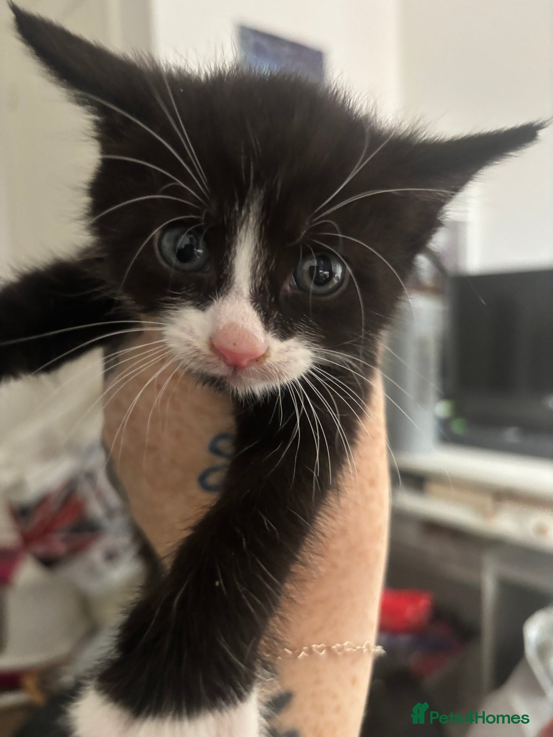 British Shorthair cats for sale: X4 male British shorthair X kittens - Image 3