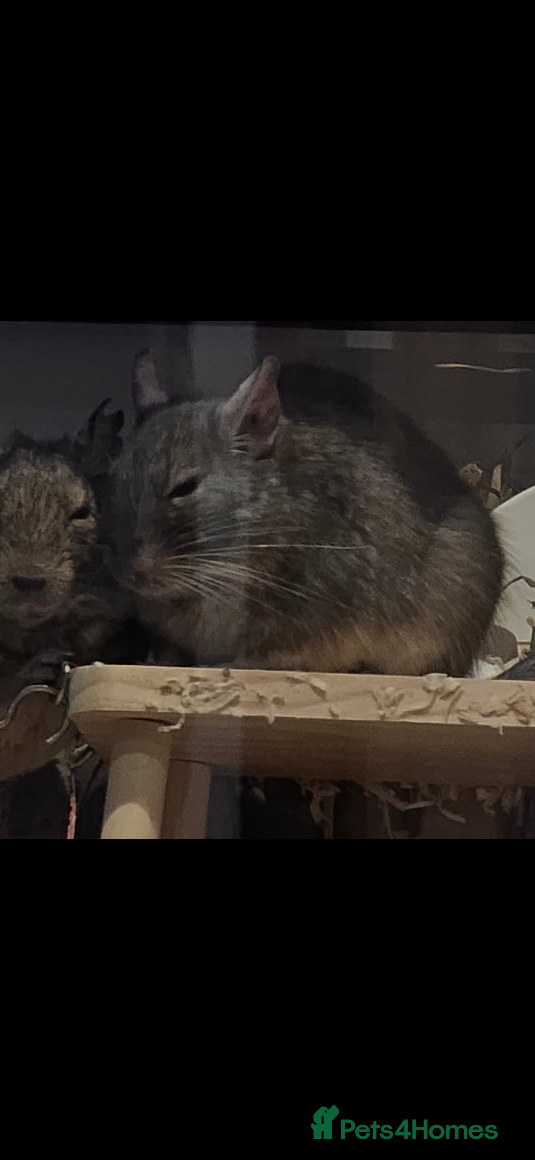 Degus rodents for sale: Adult male degu  - Image 3
