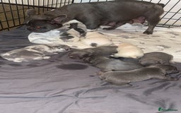 French Bulldog dogs for sale: 8 KC Reg’d French Bulldog Pups For Sale - Image 2