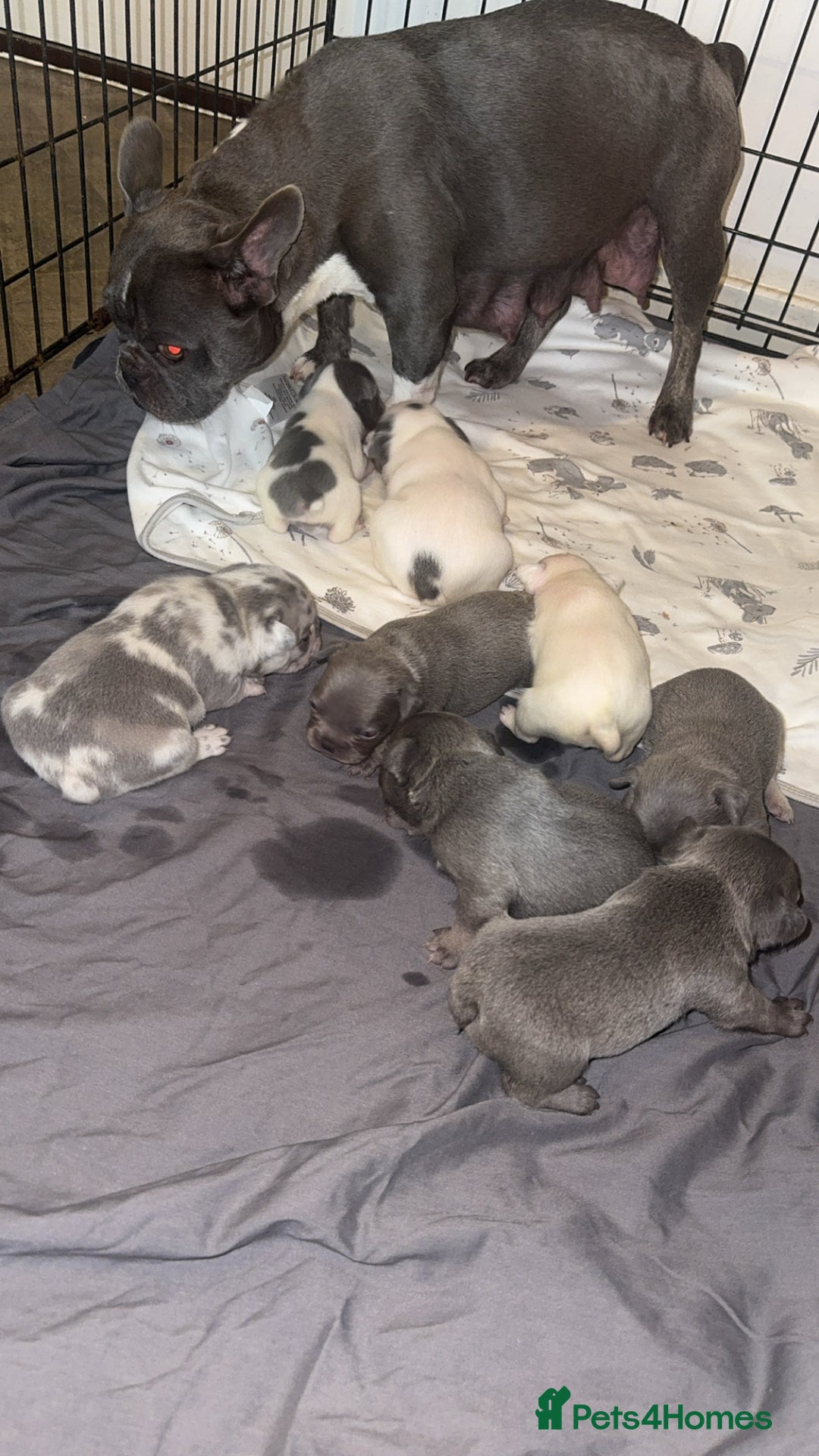 French Bulldog dogs for sale: 8 KC Reg’d French Bulldog Pups For Sale - Image 2